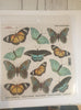 Printed Clear Sheet : Series 2/02 - Blue Butterfly (Sospeso Trasparentene)