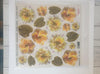 Printed Clear Sheet : Series 1/08 - Yellow Primula (Sospeso Trasparentene)