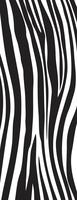 CS221-Into the wild  zebra