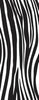 CS221-Into the wild  zebra