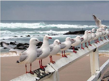 Diamond Art - Seagulls